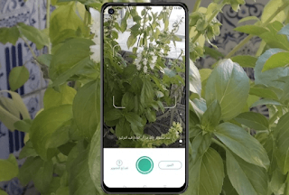 تطبيق تعريف النبات | تحديد النبات عبر الإنترنت - PictureThis
