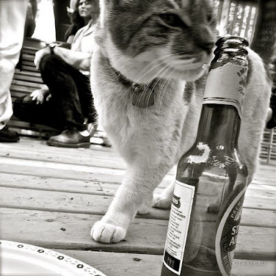 cat drink beer