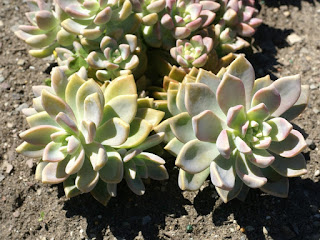 Graptopetalum sp.