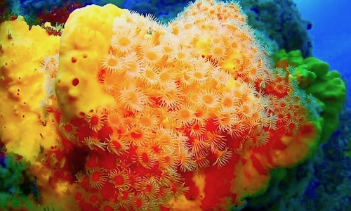 Flores de coral