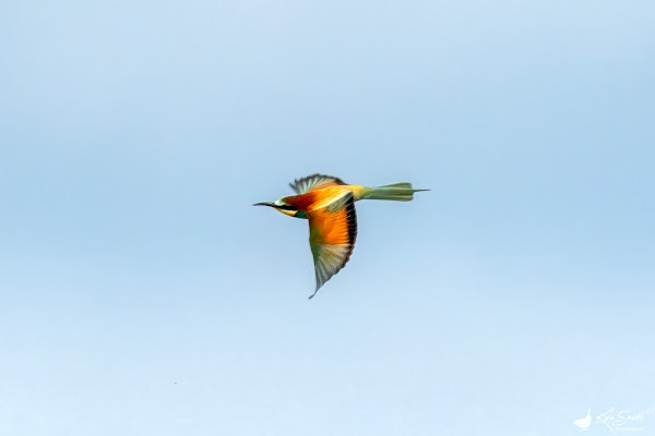 Bee-eater