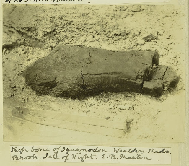 Thigh bone of Iguanadon, Wealden Beds, Brook, Isle of Wight. E.T. Martin