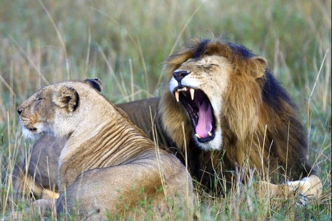 Beautiful Animals Safaris: Amazing Lions: Big Cats Africas Dangerous Species