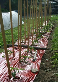 June 2010 013