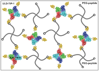 Схема строения гидрогеля для культивирования мезенхимальных стволовых клеток в 3D-культуре