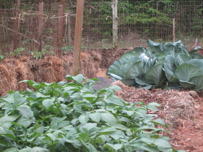 hale bale gardening, cabbage, lettuce, onions, tomatoes,