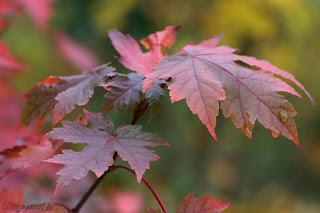 arbres couleurs automne acer autumn blaze