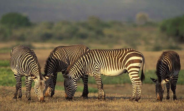 zebra Photo