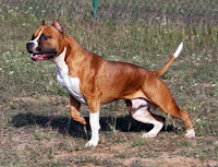 american staffordshire terrier