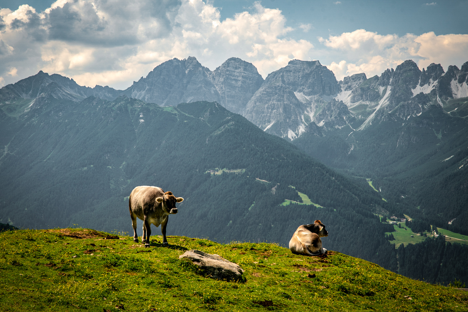 Alpejski widok na góry, szlak, krowy