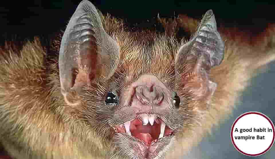 A good habit in Vampire Bat