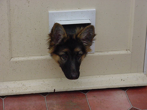 a akc purebred german