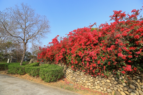 台中西屯中科東大公園400公尺九重葛花牆 、諾亞方舟步道散步