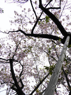 大阪造幣局 桜の通り抜け