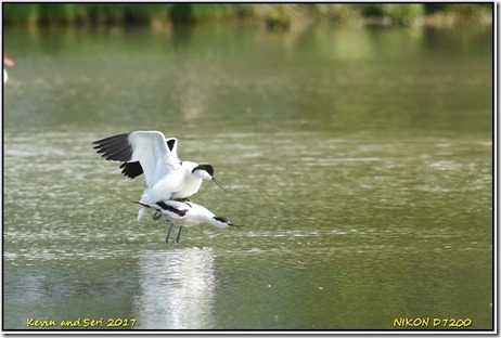 Slimbridge WWT - May
