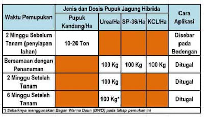 Ini Langkah Pemupukan Jagung Hibrida dan Nonhibrida Agar Produksi Tinggi