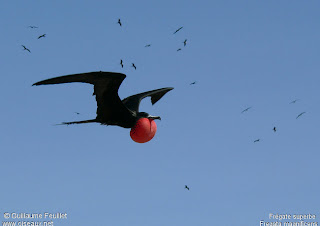 ave fragata Fregatidae Fregata magnificens