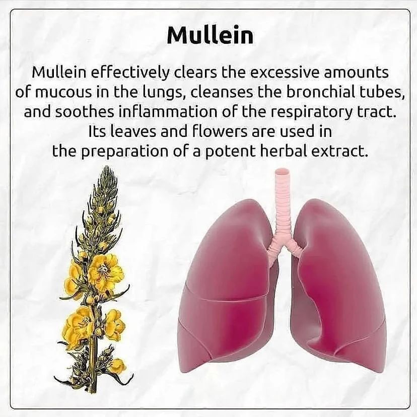 Mullein is one of the Most Powerful Medicinal Plants and Herbs, Backed by Science