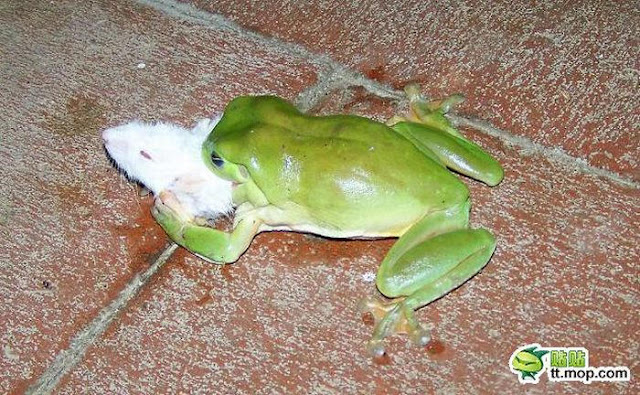 cute frog pictures, frog eats mouse, frogs eat snake, carnivorous frog