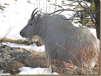 Black Hills Mtn Goat