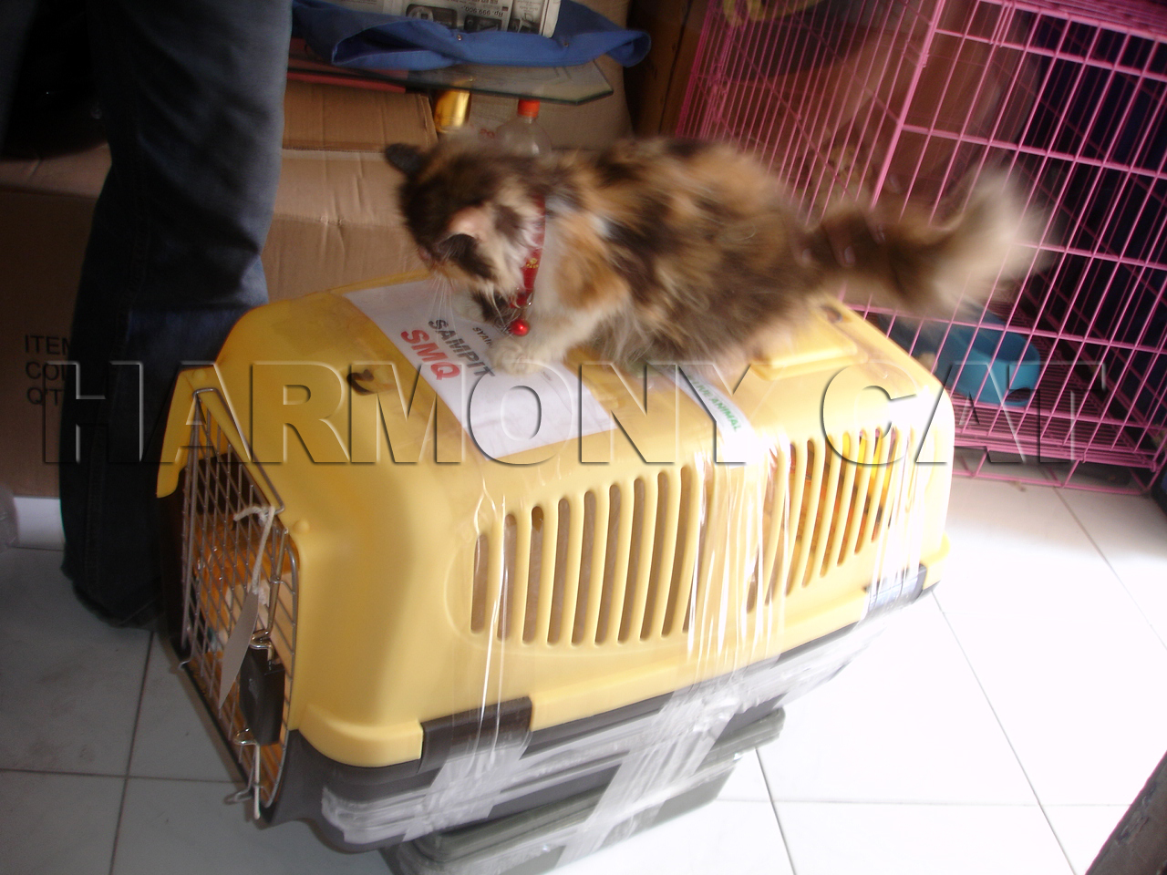 Anak Kucing Persia Murah Bandung Jual Anak Kucing Persia 