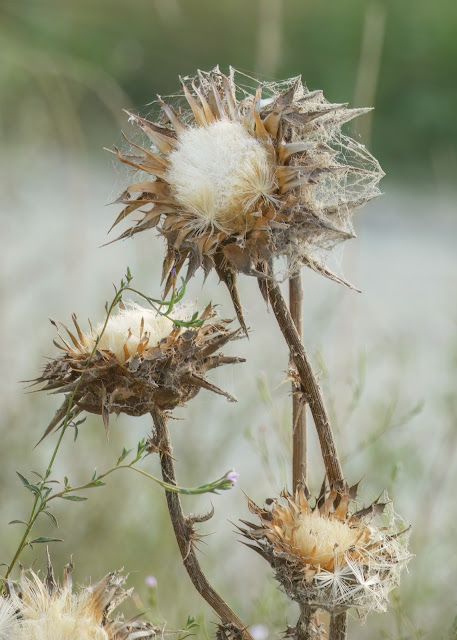 Thistle at Vic Fazio Wildlife Refuge Yolo Basin California