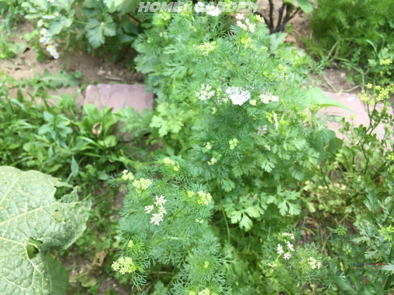 Cilantro is similar to parsley and hailing from the same family "Umbelliferae", the entire plant is edible. The stems, leaves, flowers, seeds, and roots. Cilantro is a cool-season aromatic plant that does best at temperatures between "50 and 85 degrees F".