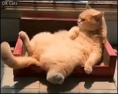 Funny Cat GIF • Lazy cat chilling in his new box like a boss on a Sunday morning [ok-cats.com]