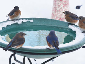 Bluebird hot tub party