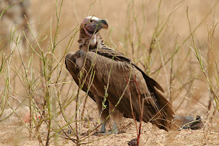 oricu Torgos tracheliotus