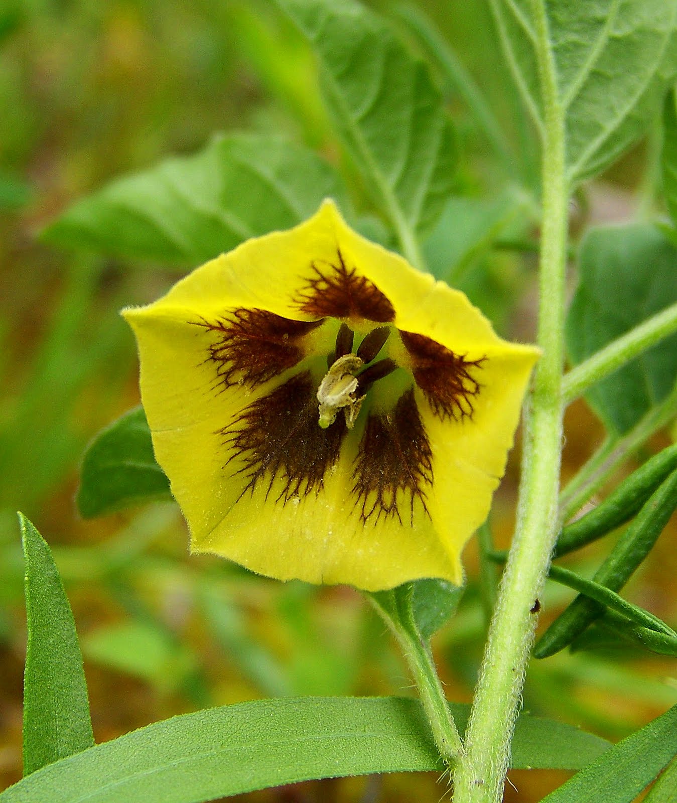 "What's Blooming Now" : May 2011