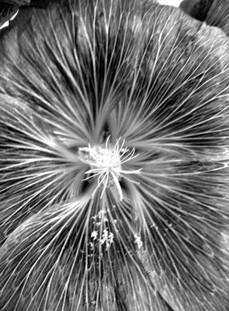 bernard-cutugno_67C1