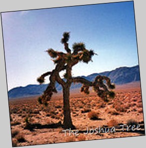 Joshua Tree
