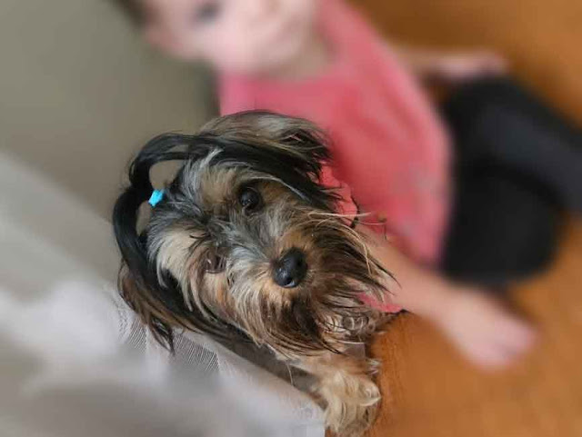 Pocket-sized Yorkshire terrier puppy sitting next to a 2 year old little girl