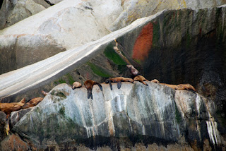 Steller Sea Lions - Kenai Peninsula, Alaska
