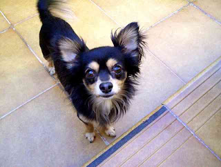 How To Train Your Chihuahua or Chiwawa Dog Breed