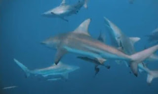 Attaque de requins documentaire