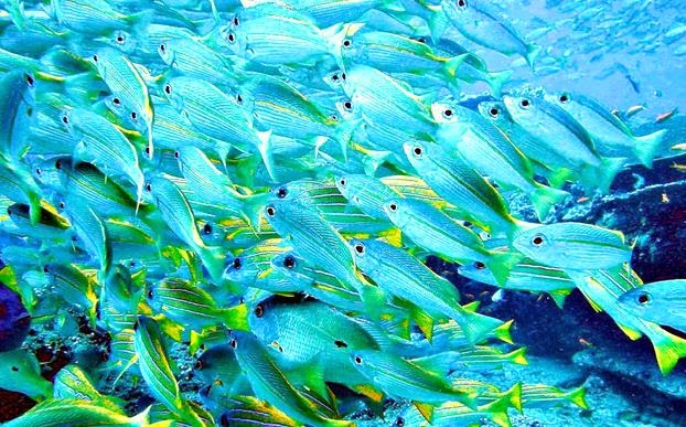 Nama Ilmiah Ikan  ikan  Air Laut  Ilmu Kelautan Perikanan