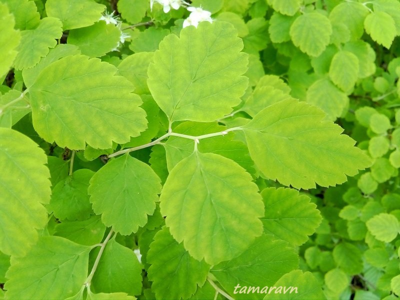 Смотрите также тему:  Спирея уссурийская / Таволга уссурийская (Spiraea ussuriensis)