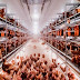 Revolutionizing Poultry Farming: The Era of Precision Agriculture