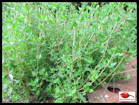 Thyme