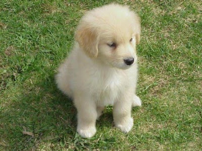 Golden Retriever Puppies on Golden Retriever Puppy   Cute Pictures   Animal Photos