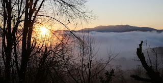 The sun rising, seen through the tea tree branches