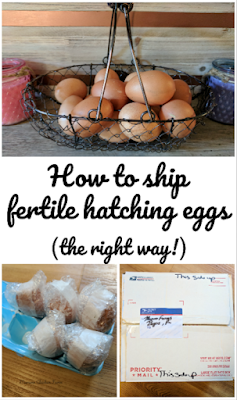 how to ship eggs