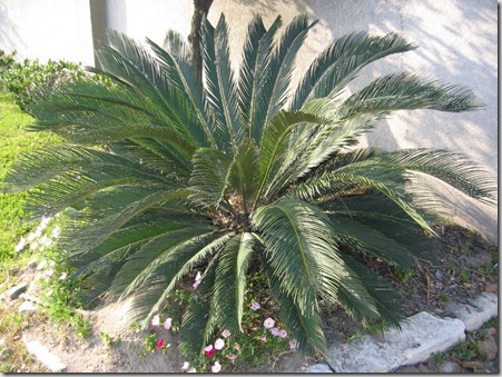 Palm-Sago