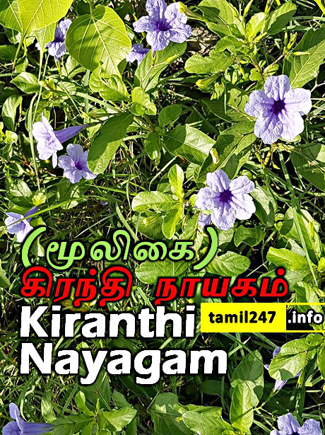 (மூலிகை) கிரந்தி நாயகம் (Kiranthi Nayagam, Ruellia tuberosa) 