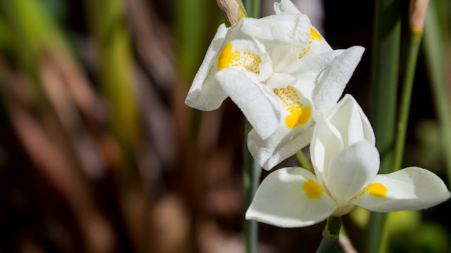 lilies flowers wallpaper