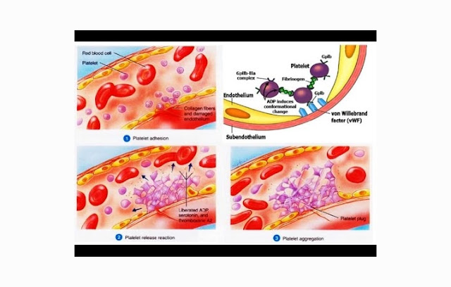 How Platelets Works: Platelets Adhesion, Agregation, Fusion