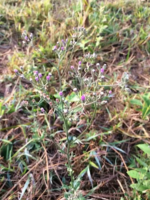 Machadita - Cyanthillium cinereum