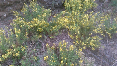 plantas de altabaca